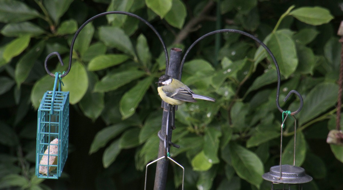 Great Tit (Great) - ML620638929