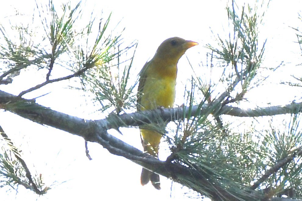 Summer Tanager - ML620638930