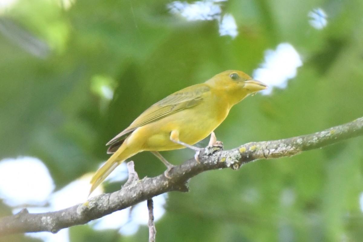 Summer Tanager - ML620638931