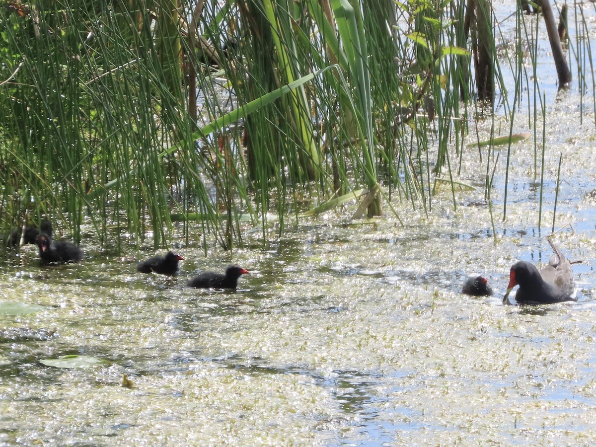 Eurasian Moorhen - ML620638934