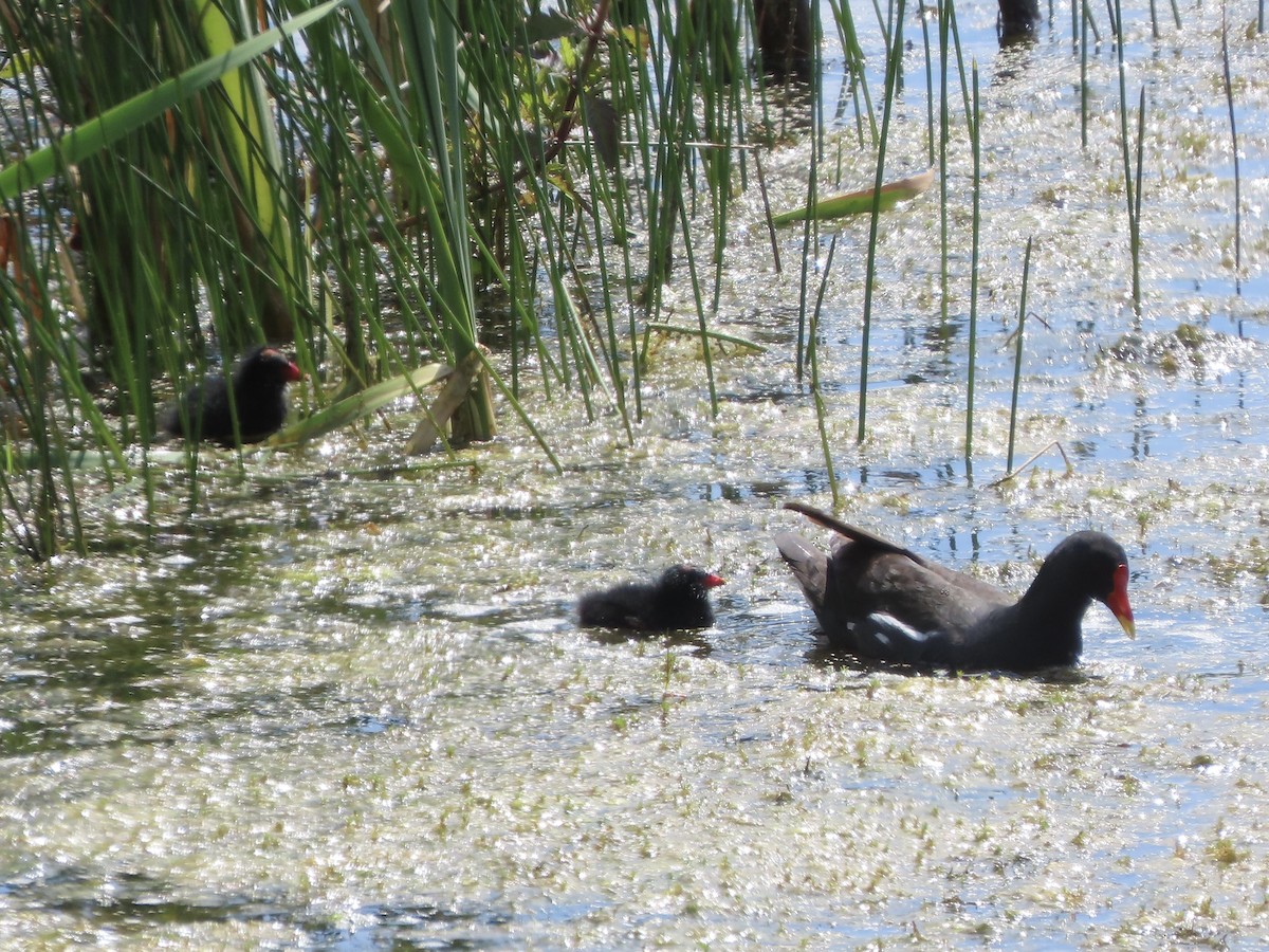 Eurasian Moorhen - ML620638935