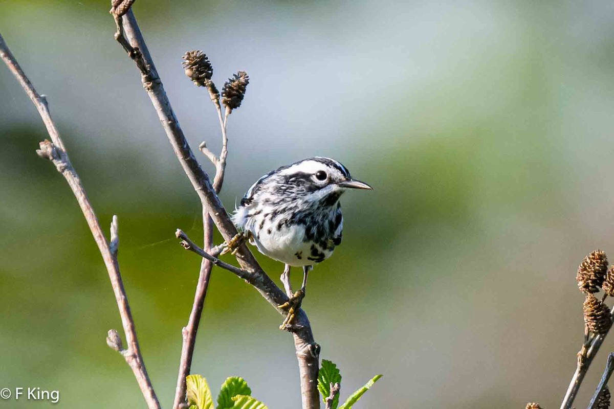 Black-and-white Warbler - ML620638940