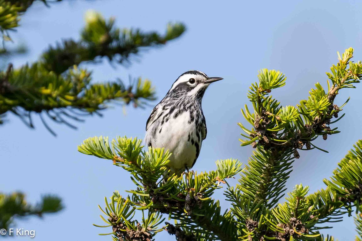 Black-and-white Warbler - ML620638941