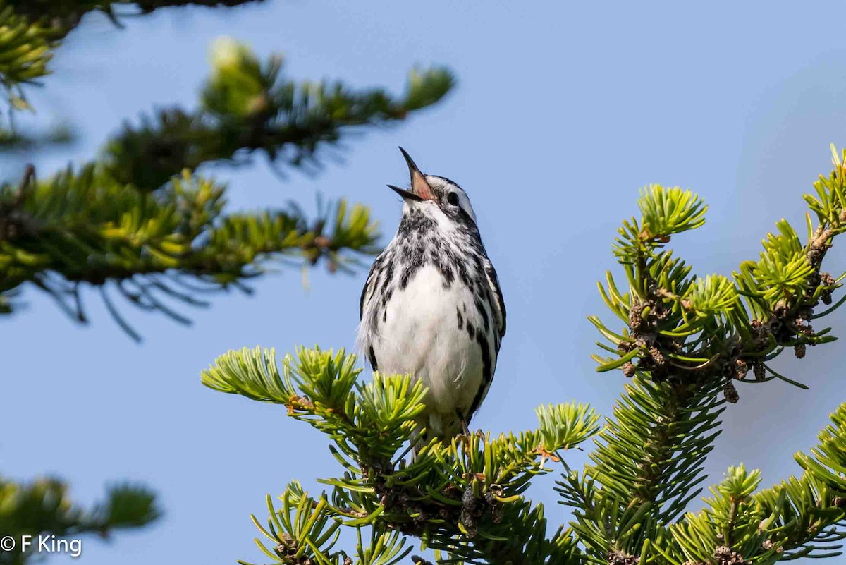 Black-and-white Warbler - ML620638942