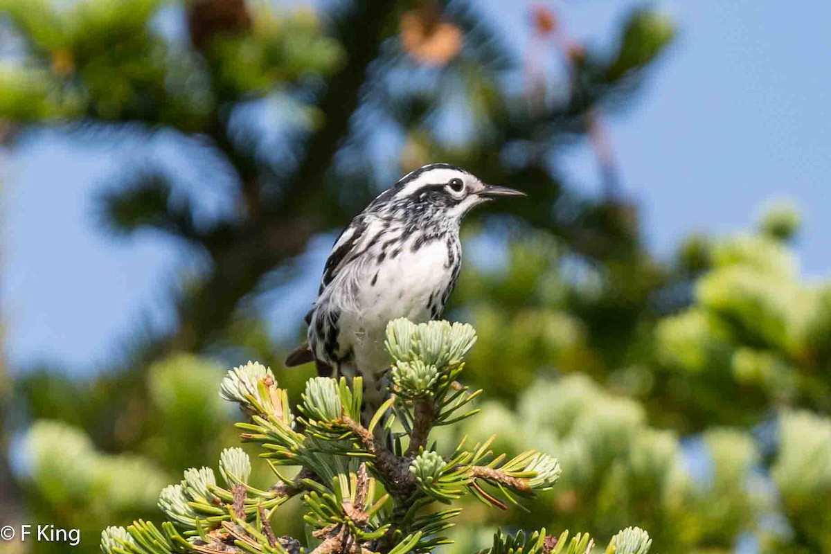 Black-and-white Warbler - ML620638943
