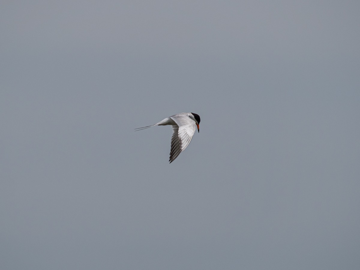 Forster's Tern - ML620638945