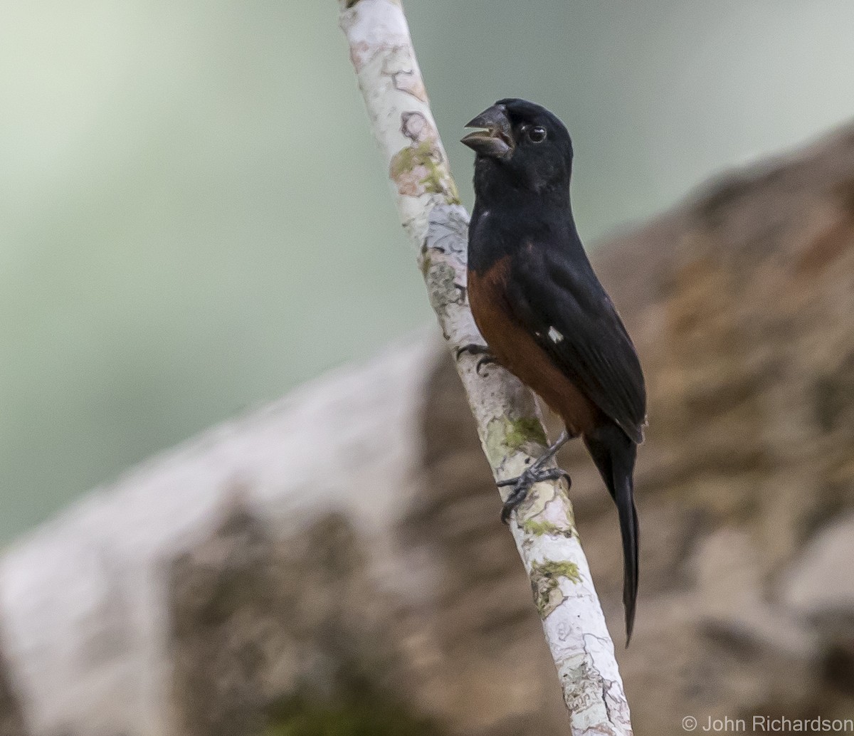 Chestnut-bellied Seed-Finch - ML620638946