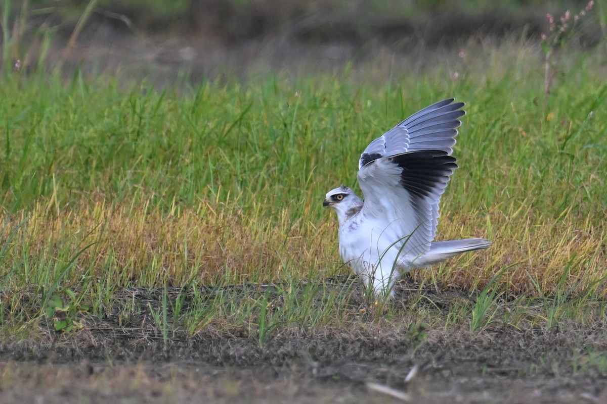 Black-winged Kite (Asian) - ML620638954