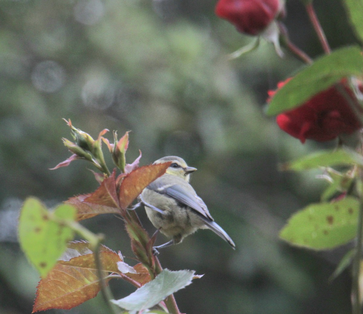 Eurasian Blue Tit - ML620638956