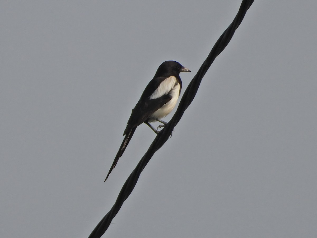 Eurasian Magpie - ML620638966