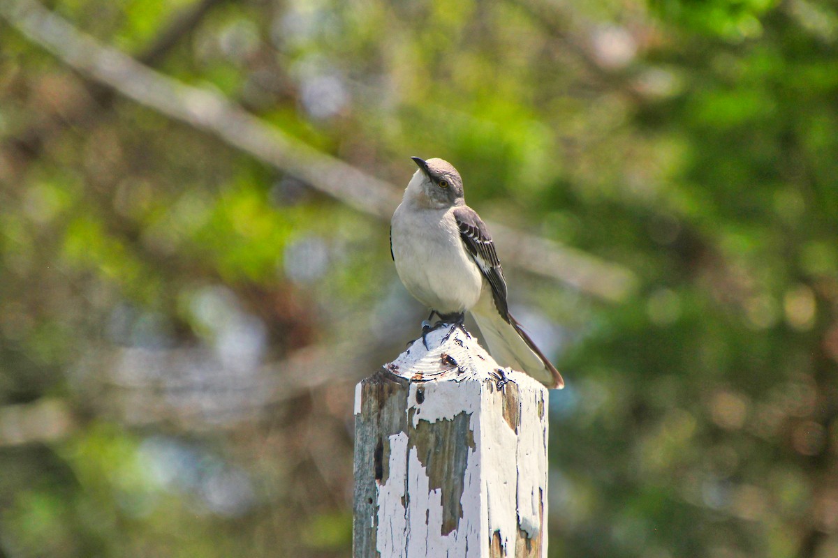 Northern Mockingbird - ML620638969