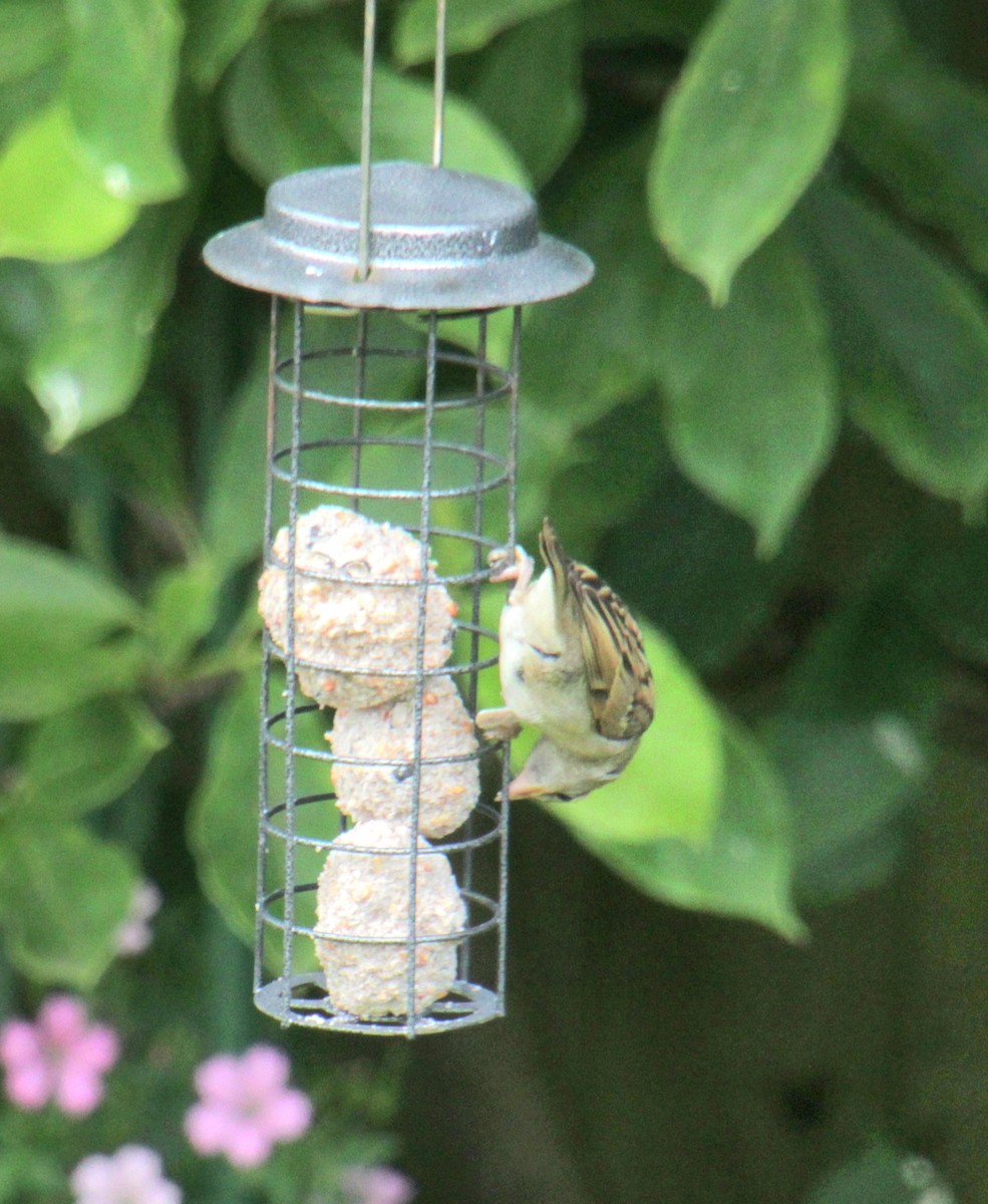 House Sparrow (Gray-cheeked) - ML620638973