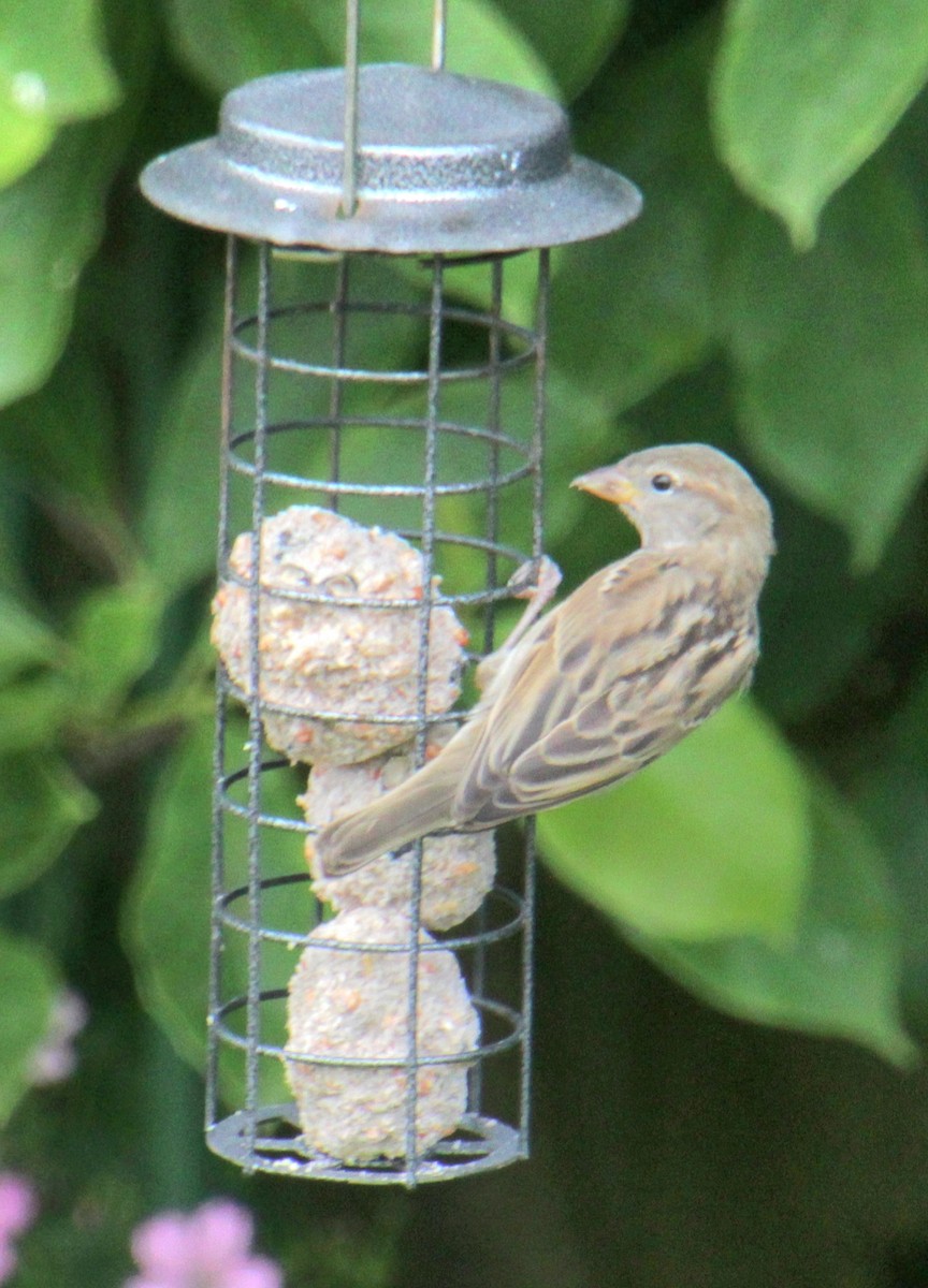 House Sparrow (Gray-cheeked) - ML620638974