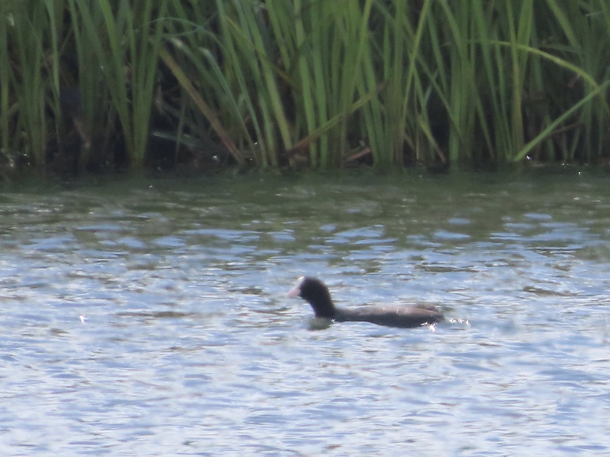 Eurasian Coot - ML620638977