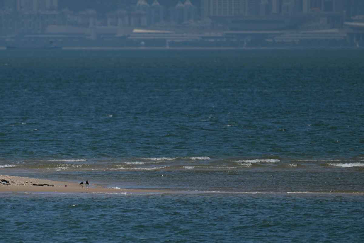 Eurasian Oystercatcher - ML620638979