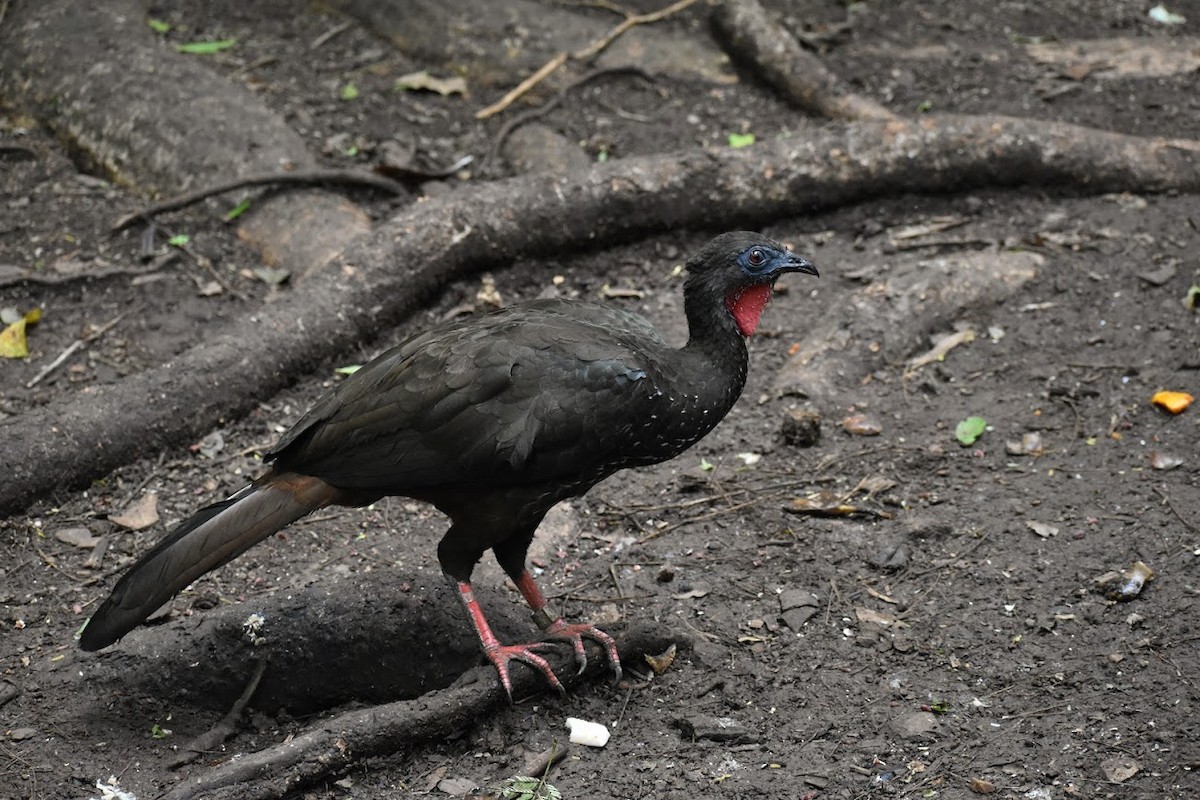 Crested Guan - ML620638986