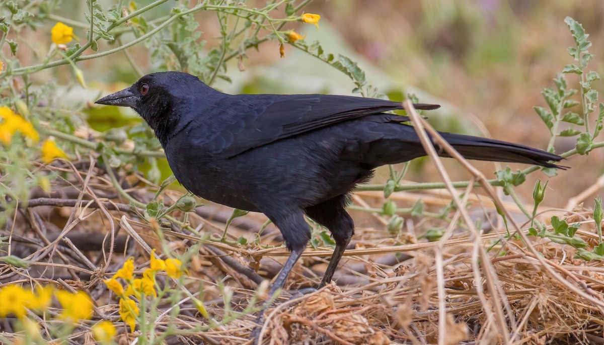 Scrub Blackbird - ML620638990