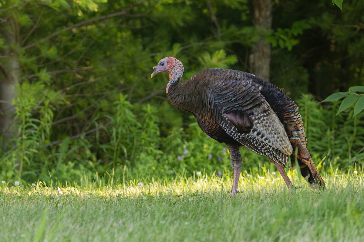 Wild Turkey - ML620638991