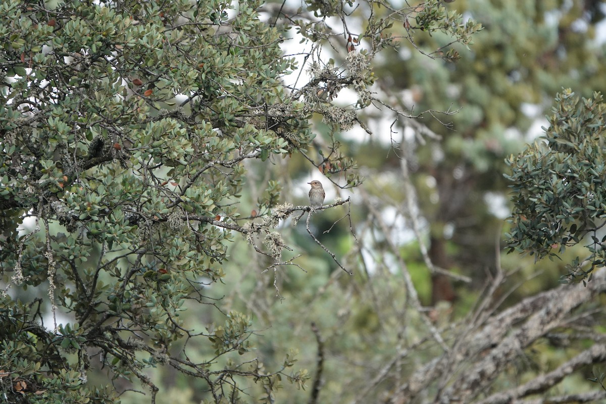 Spotted Flycatcher - ML620638997