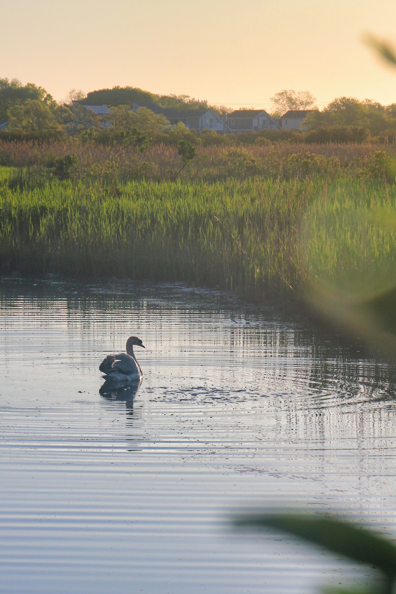 Cygne tuberculé - ML620639001