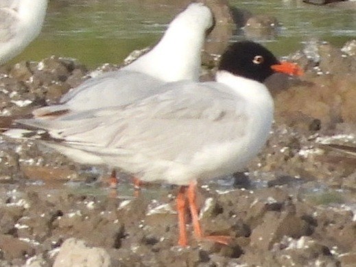 Mediterranean Gull - ML620639005