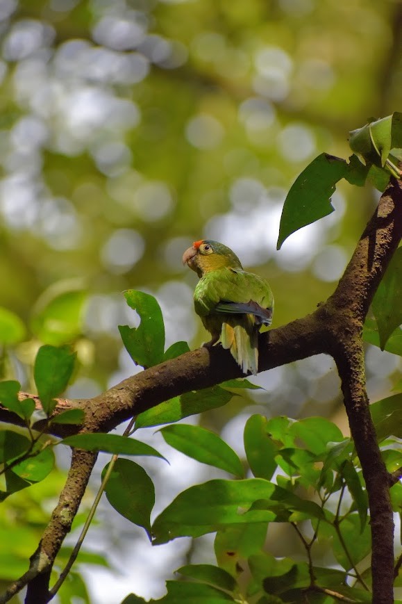 Aratinga Frentinaranja - ML620639006