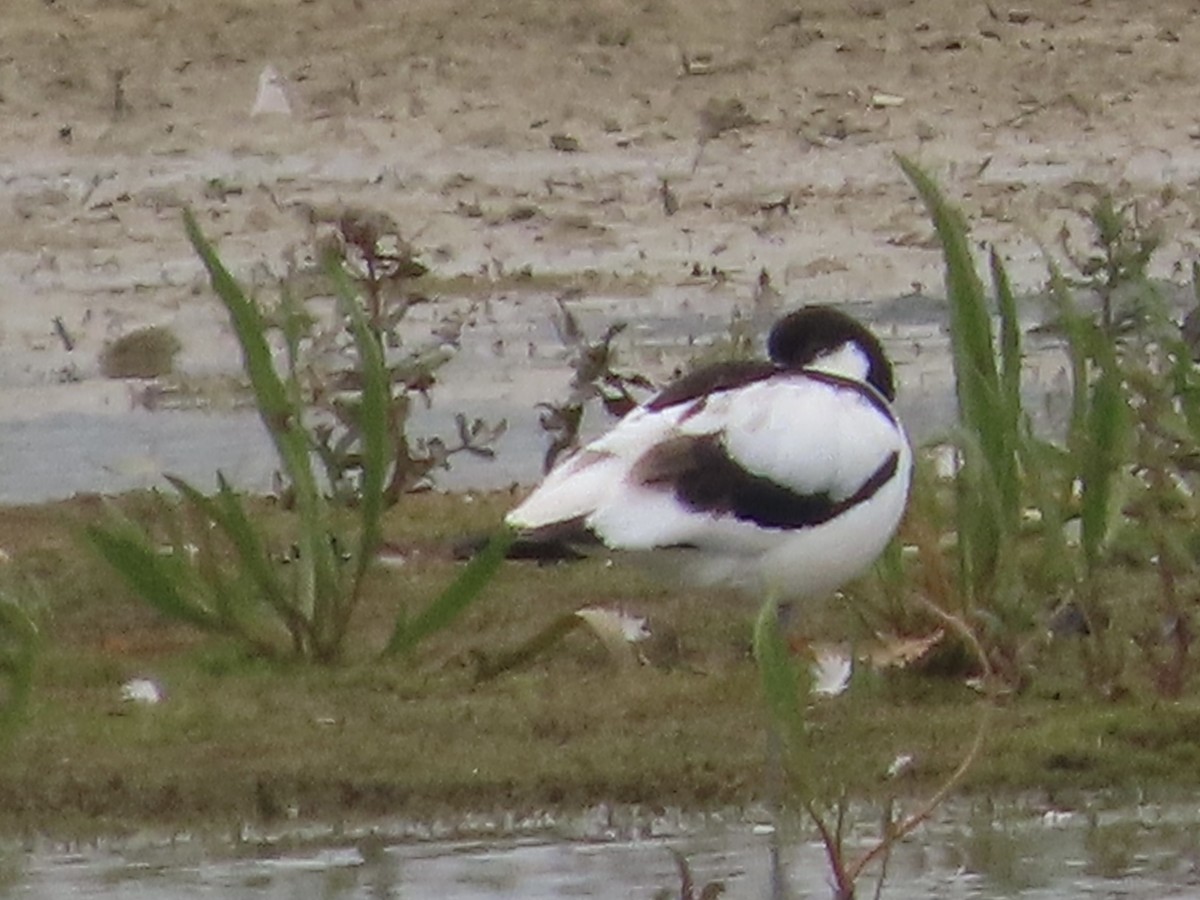 Pied Avocet - ML620639010