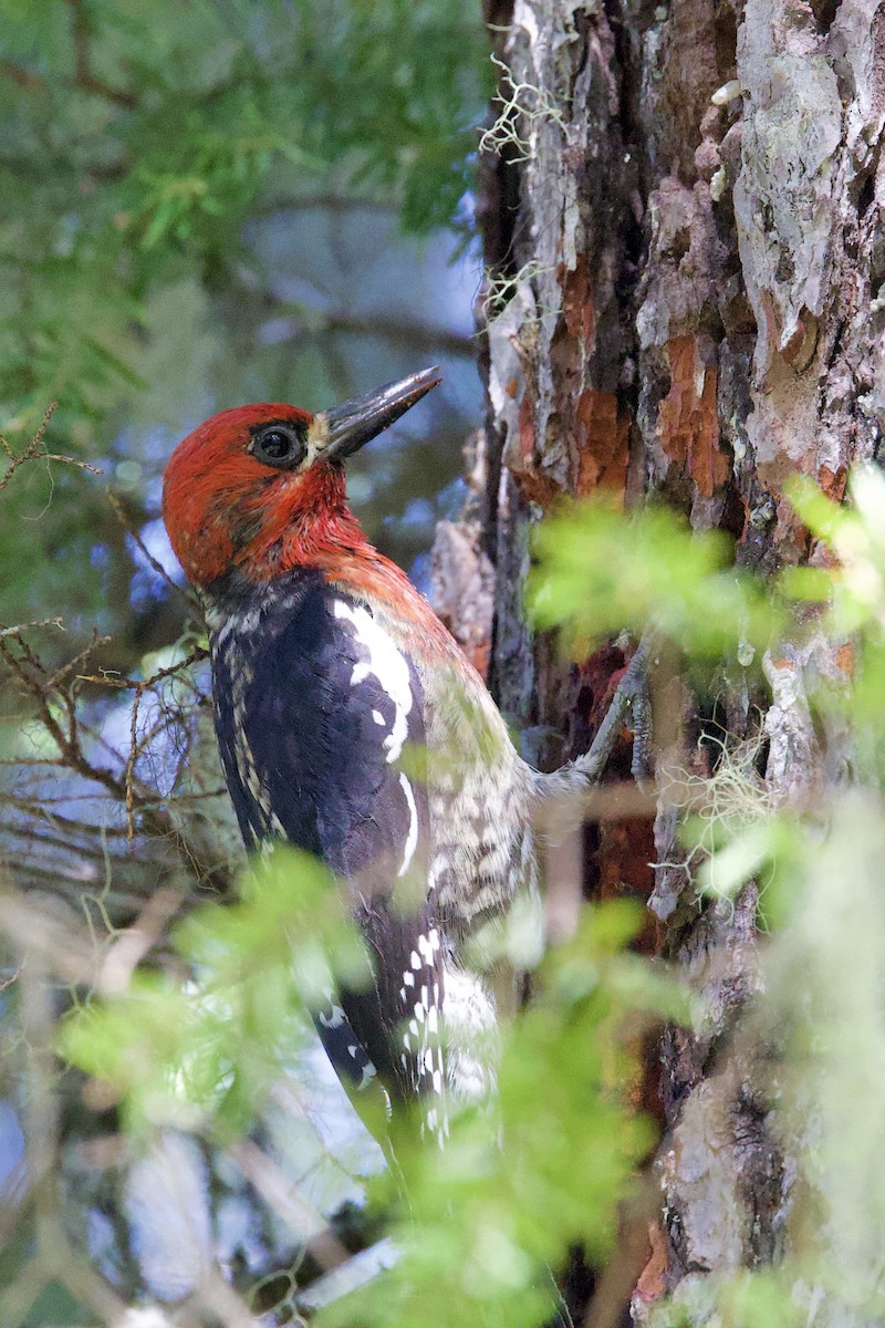 Red-breasted Sapsucker - ML620639013