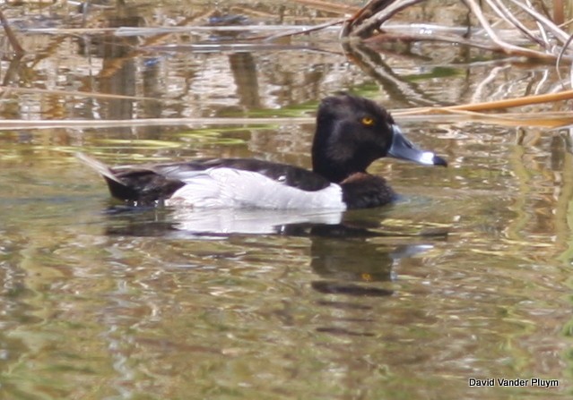 Ring-necked Duck - ML620639014