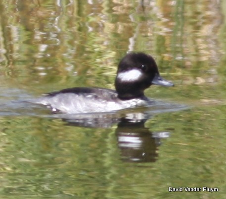 Bufflehead - ML620639018