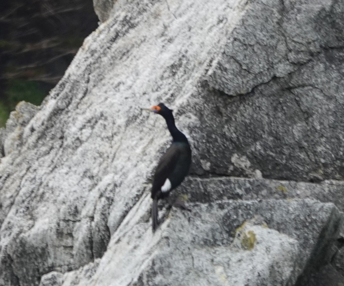 Red-faced Cormorant - ML620639019