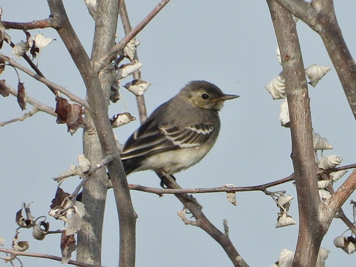 White Wagtail - ML620639021