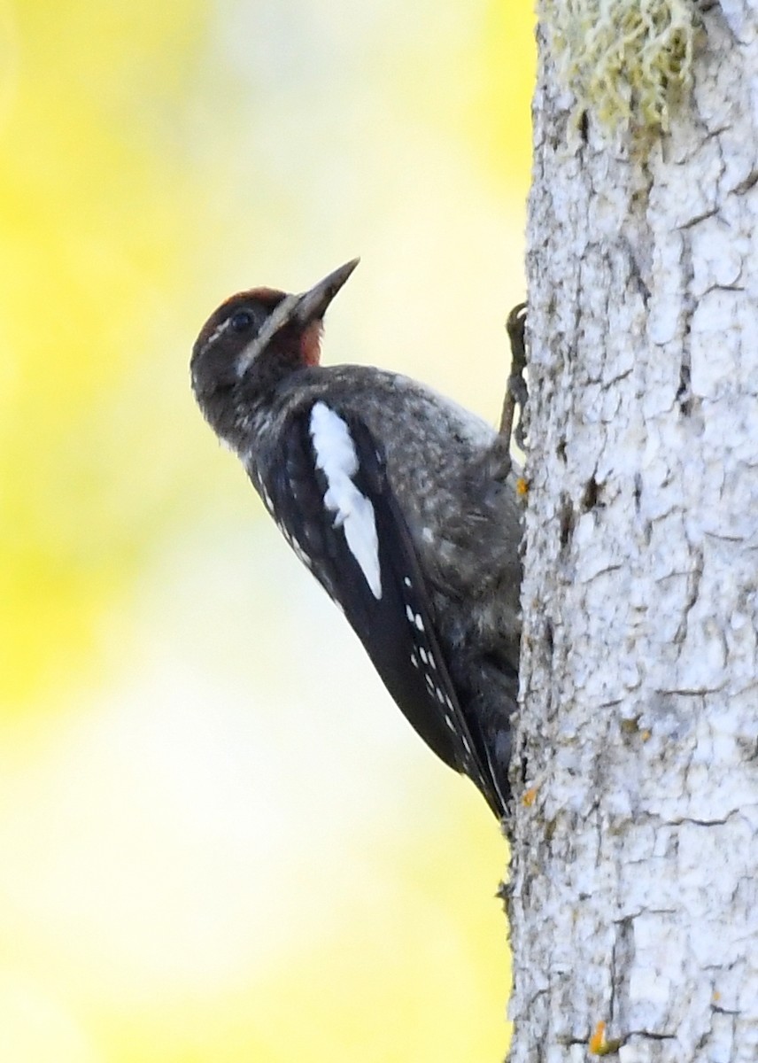 Red-breasted Sapsucker - ML620639023