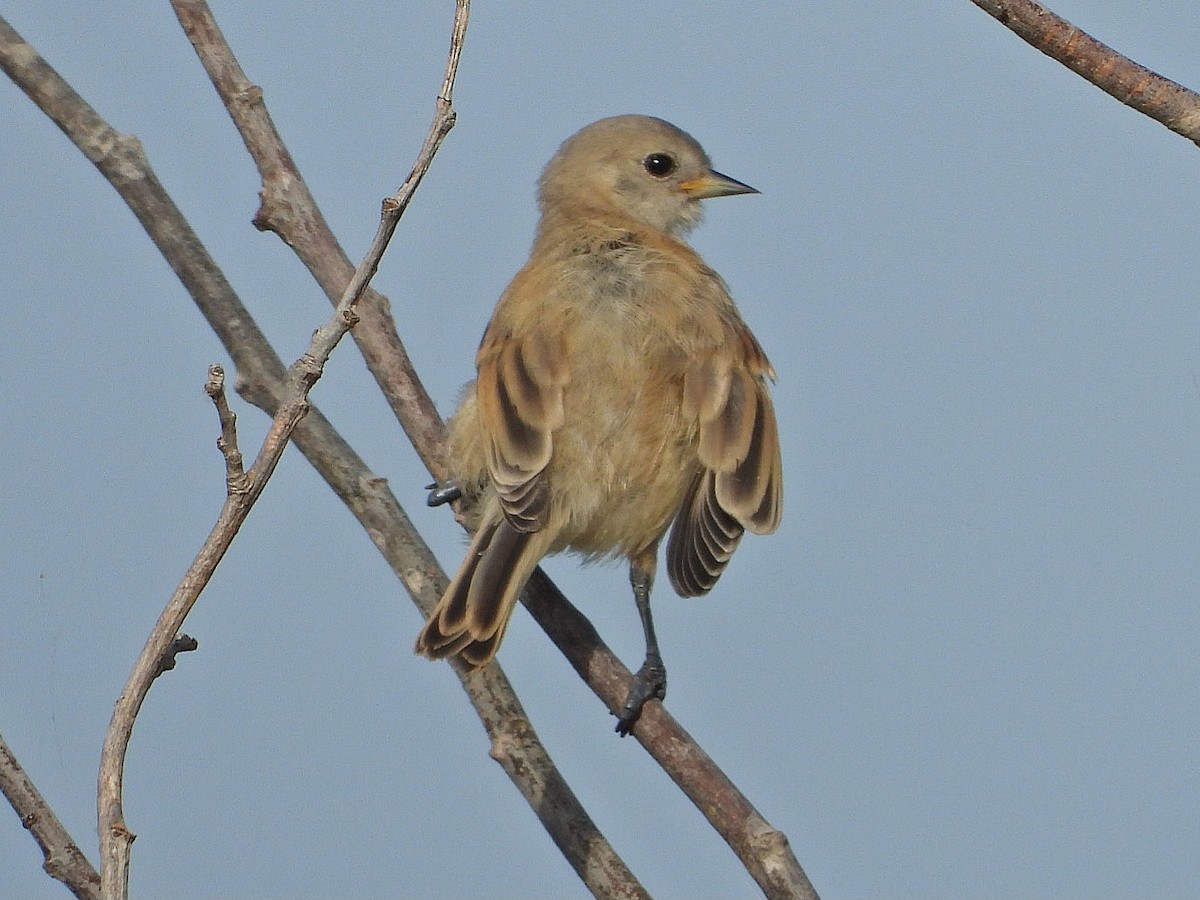 Eurasian Penduline-Tit - Ivan V