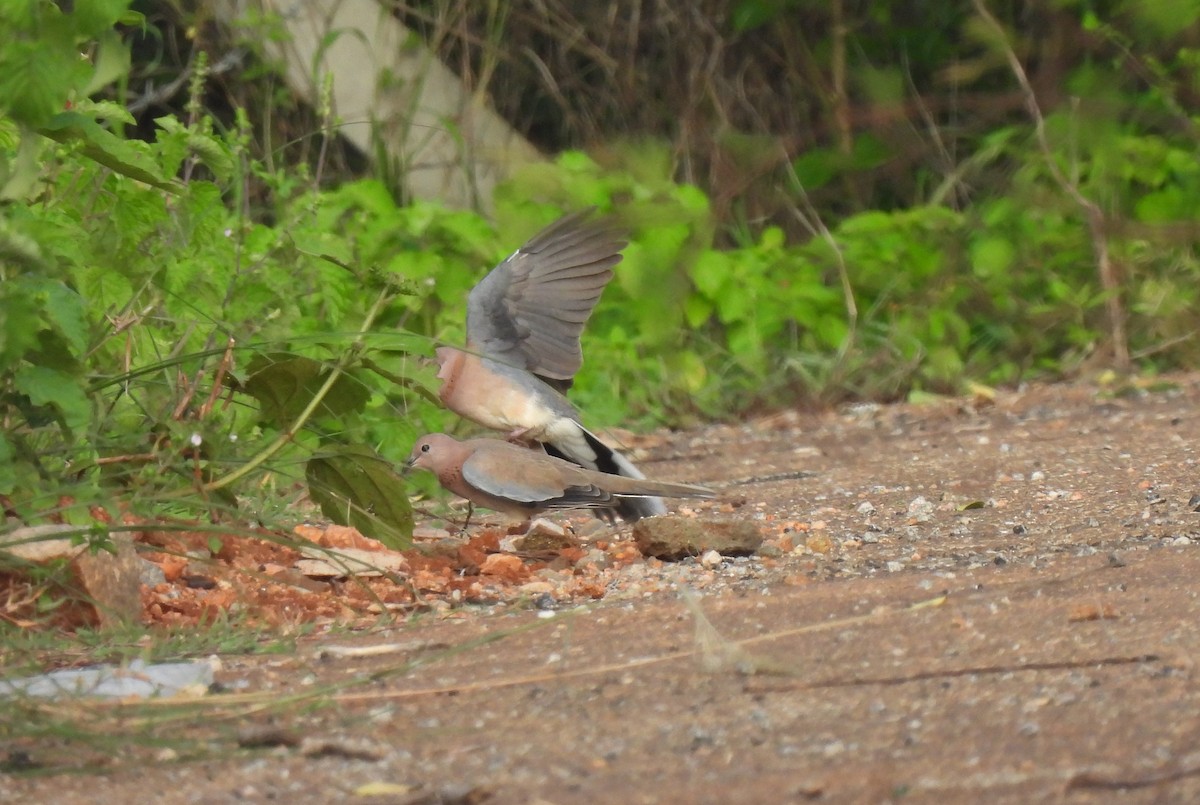 Laughing Dove - ML620639032