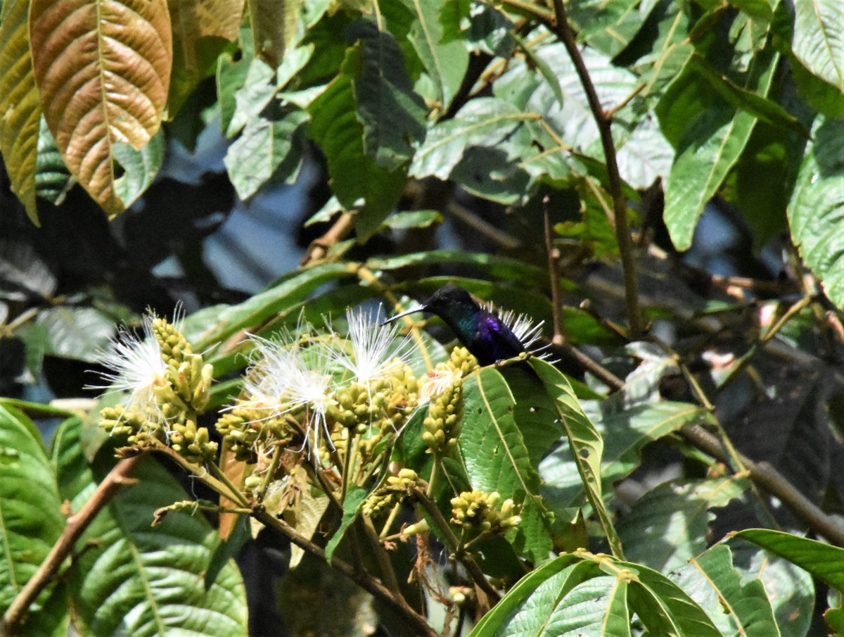 Campyloptère violet - ML620639033