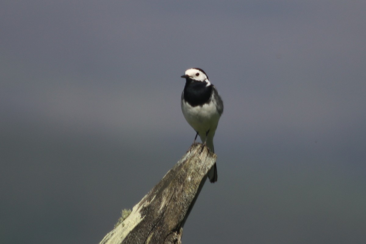 White Wagtail (White-faced) - ML620639035