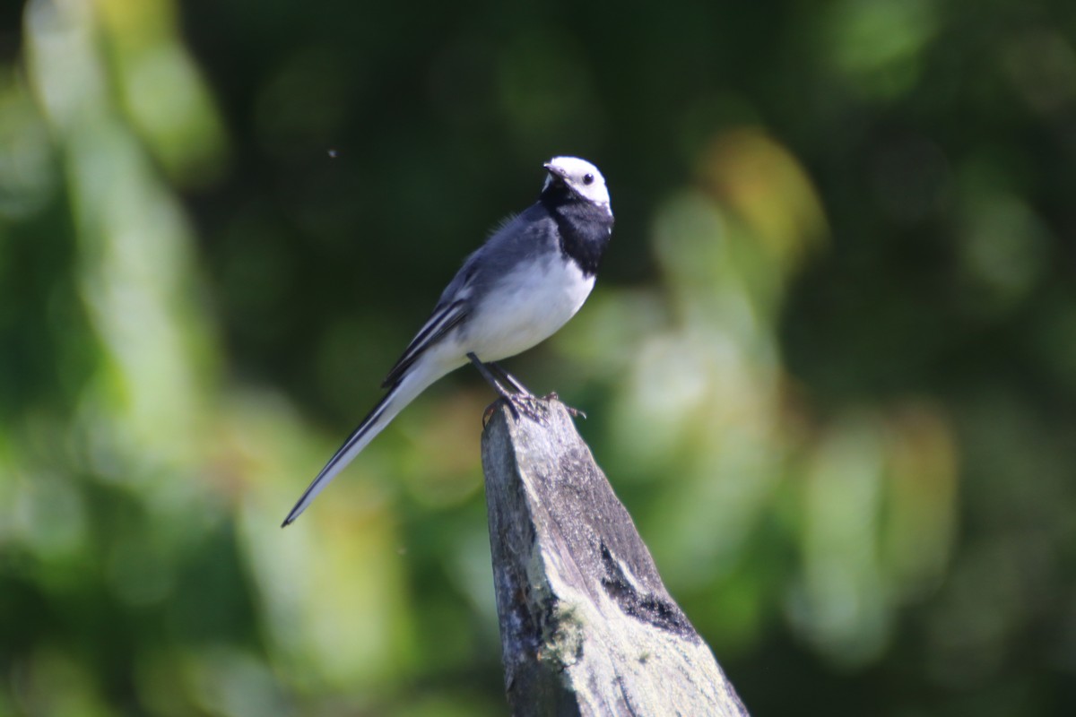 White Wagtail (White-faced) - ML620639036