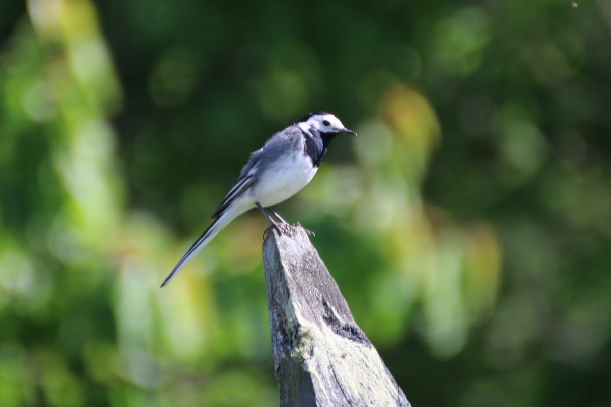 White Wagtail (White-faced) - ML620639037