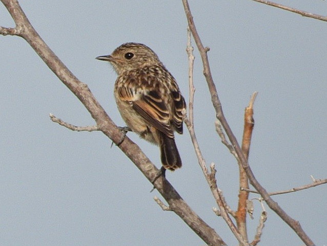 European Stonechat - ML620639038