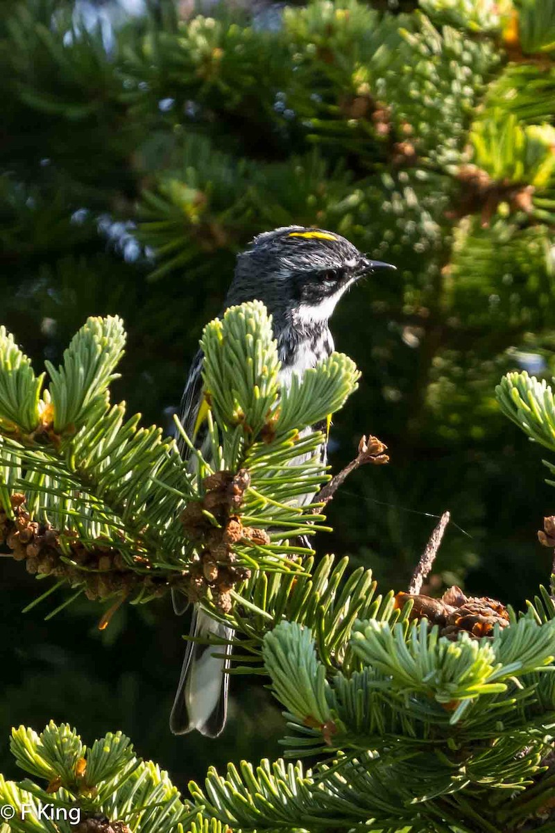 Yellow-rumped Warbler - Frank King