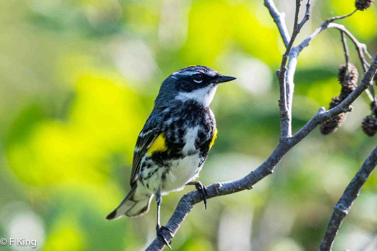 Yellow-rumped Warbler - ML620639043