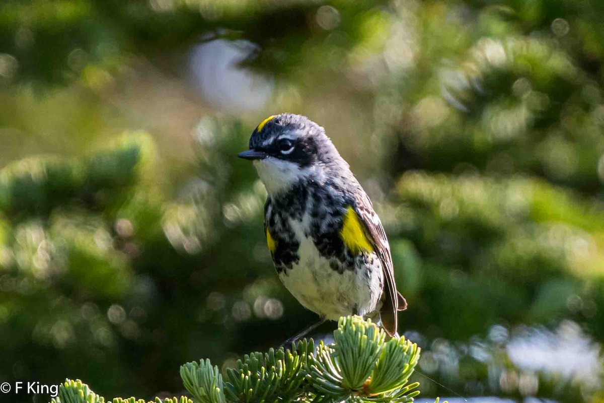 Yellow-rumped Warbler - ML620639045