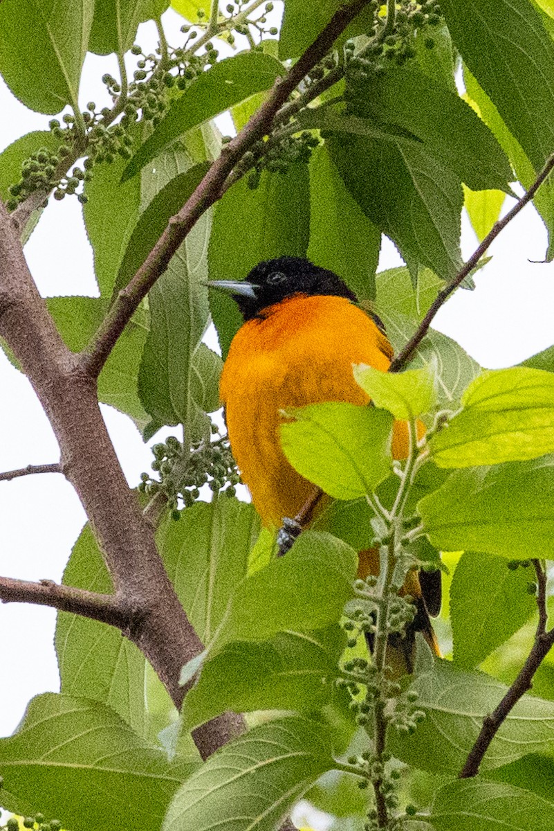 Oriole de Baltimore - ML620639047