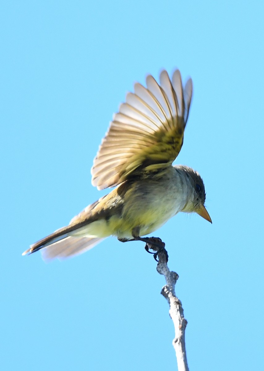 Willow Flycatcher - ML620639056