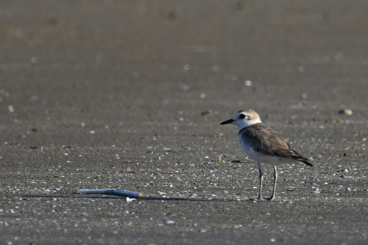 White-faced Plover - ML620639057