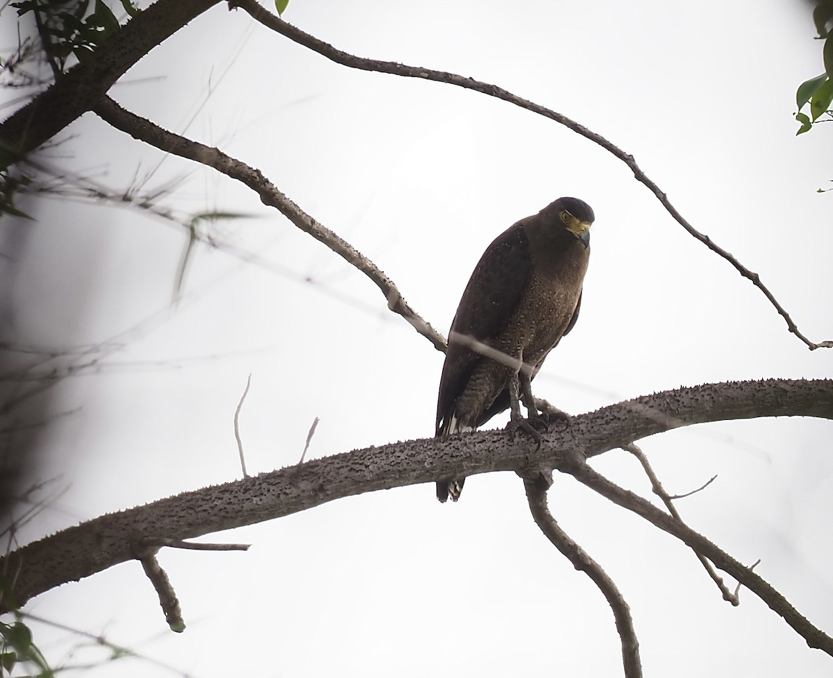 Red-wattled Lapwing - ML620639059