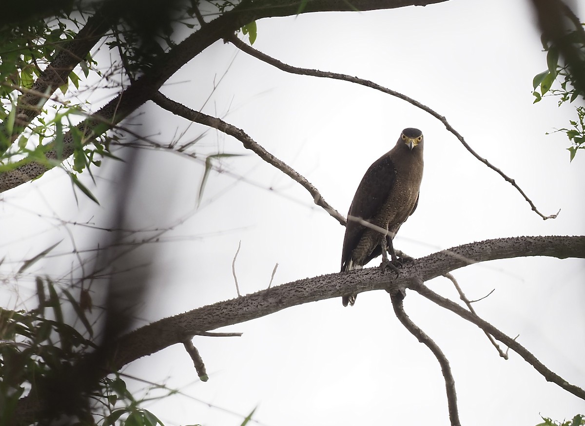 Crested Serpent-Eagle - ML620639060