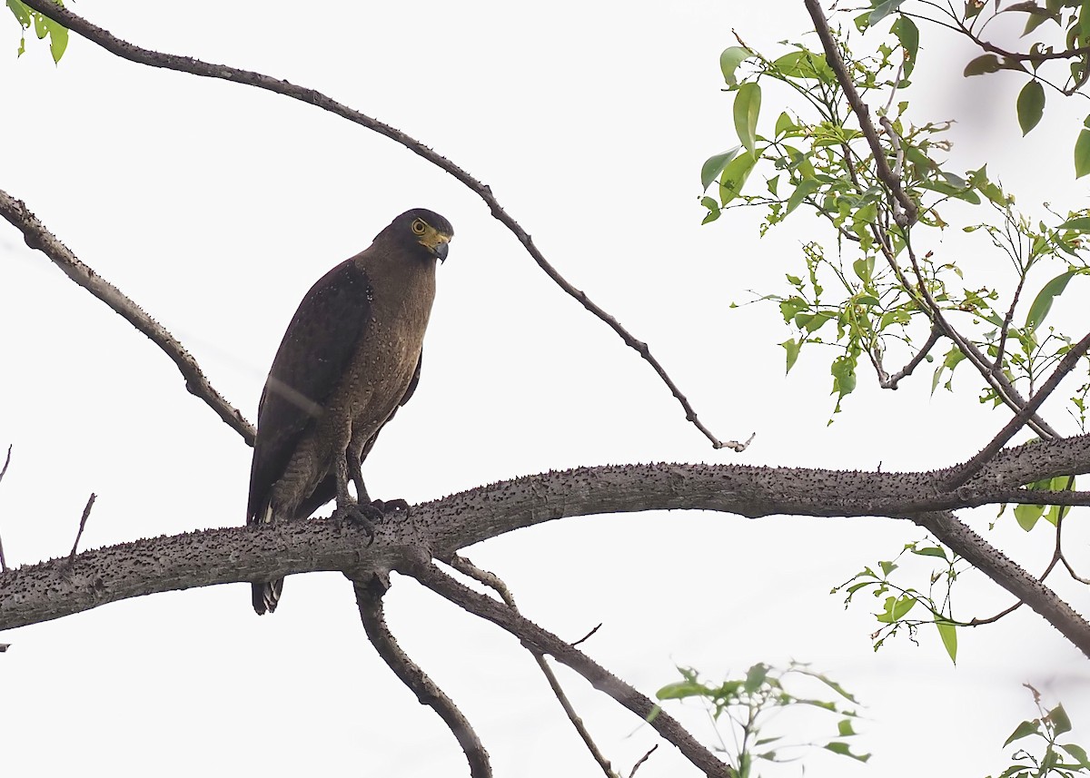 Crested Serpent-Eagle - ML620639061