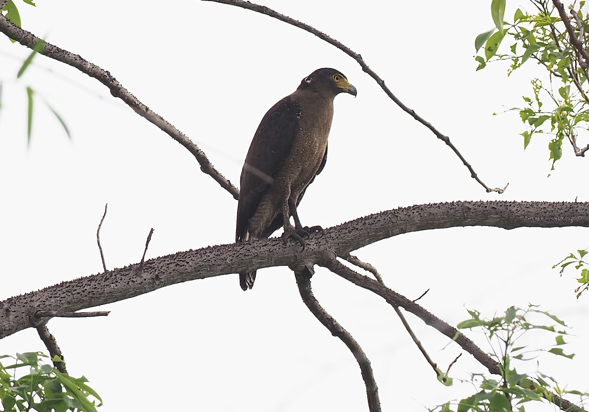 Crested Serpent-Eagle - ML620639062